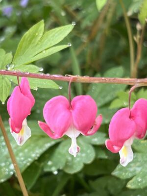 D30E77BE-EC1E-47F2-BF41-4FF26B938EAE-rotated